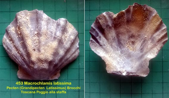 Macroclamys latissima?